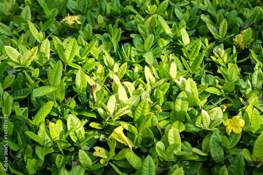 Canvas Prints green leaf nature tecture and background in a park.