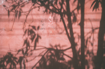Shadow Of  Tree On vintage Wall hot day.