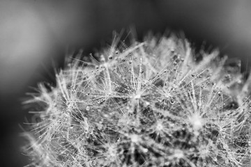 Monochrome Dandelion with morning dew