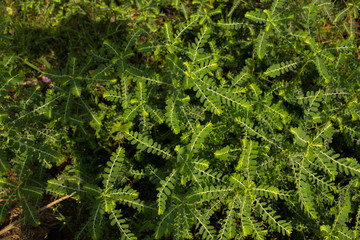 Stonebreaker on the floor with sunshine.