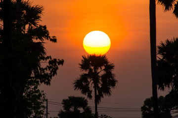 Evening sunset, sugar palm tree