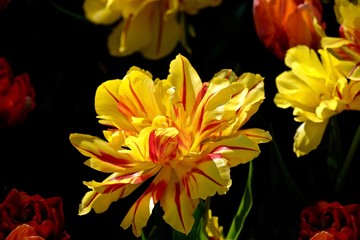Yellow double tulip on black background. Skagit Valley Tulip Festival. Seattle. Mount Vernon. WA. United States.