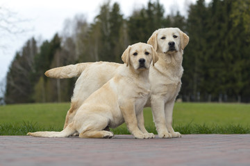 two dogs friends Labrador kennel