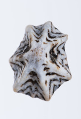 Coquillage en gros plan sur fond clair