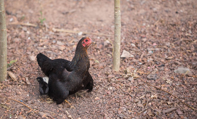 hen