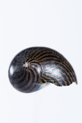 Coquillage en gros plan sur fond clair