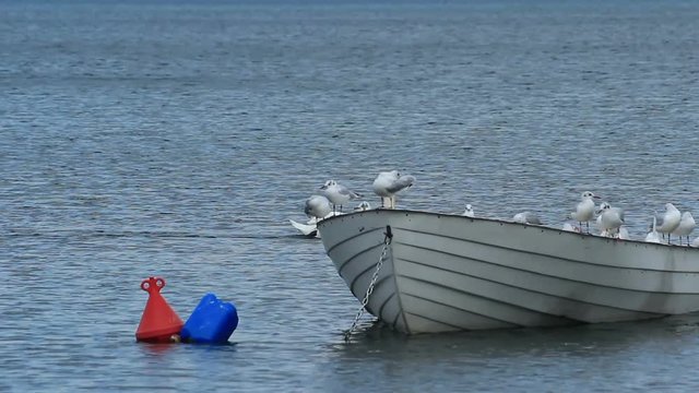 Seagulls on a boat  / Some seagulls are standing on a boat on the Bracciano lake near Rome, Italy

