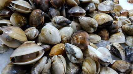 Closeup of the clams