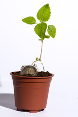 Pièce d'un Euro en terre qui a germé