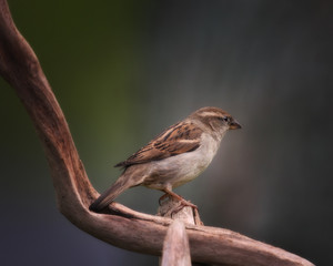 Perched House Sparrow