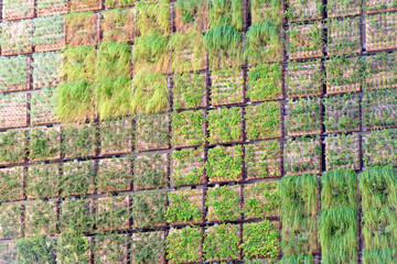 Vertical garden on the building