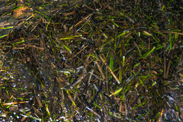 Texture of seaweed in the water by the sea