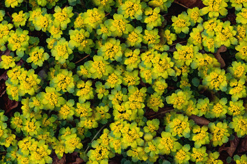 Many spring wildflowers. Background of yellow flowers