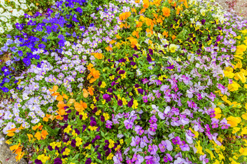 色とりどりのビオラ