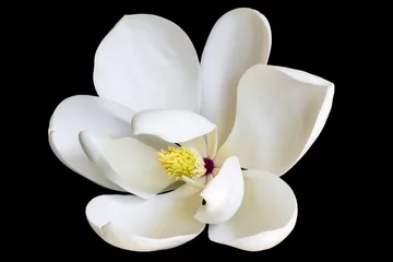 Gordijnen Witte Magnolia bloem geïsoleerd op zwart © robynmac