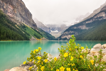 Yellow flowers on the side of Lake Louise, one of the most beautiful alpine lakes in the Canadian...