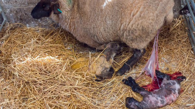 Sheep ewe licks her lamb after giving birth in order to claim it as her own and form the bond a perant has with their offspring.