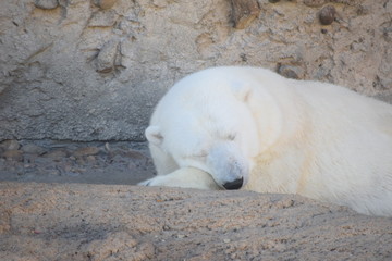 Polar Bear Sleepin