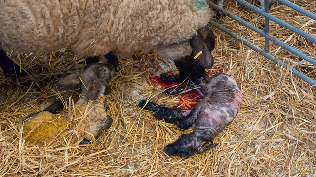 Sheep ewe licks her lamb after giving birth in order to claim it as her own and form the bond a perant has with their offspring.