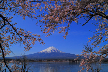 Cherry blossoms and Mt.Fuji from Park Nakasaki in "Kawaguchiko" Lake