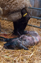 Sheep ewe licks her lamb after giving birth in order to claim it as her own and form the bond a perant has with their offspring.