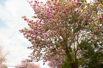 blossom of pink trmpet tree