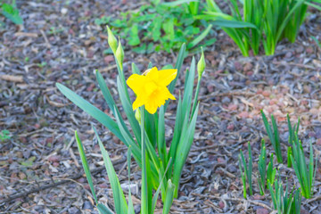narcissus