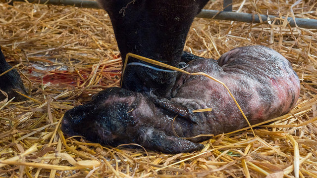 Sheep ewe licks her lamb after giving birth in order to claim it as her own and form the bond a perant has with their offspring.