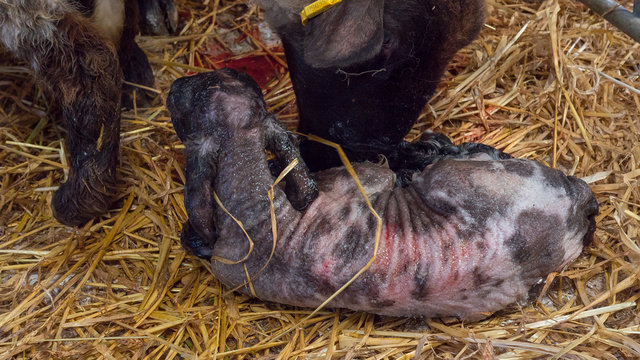 Sheep ewe licks her lamb after giving birth in order to claim it as her own and form the bond a perant has with their offspring.