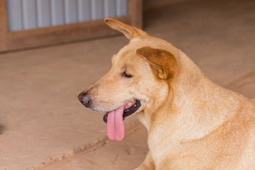 Dog playing outside smiles