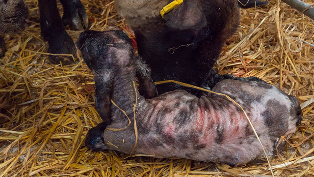 Sheep ewe licks her lamb after giving birth in order to claim it as her own and form the bond a perant has with their offspring.