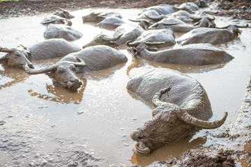Buffalo relaxes in a mud.