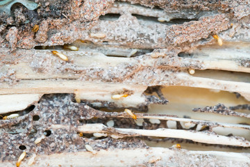 Close up termites or white ants destroyed