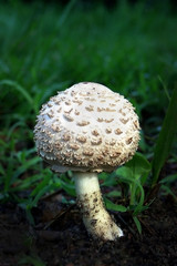 Shaggy Mushroom
