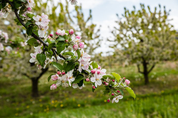 Apfelblüte