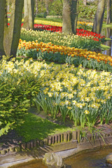 Obraz premium tulip field