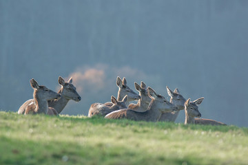 Fototapeta premium cerf