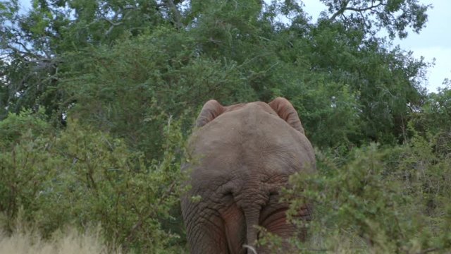 ELEPHANT Walk Away middle of view with big bum,  Flapping ears and wagging waving tail