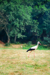 White stork walking on a green meadow, hunting for food