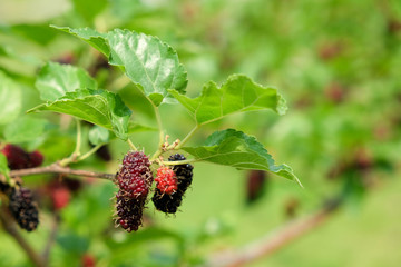 Fresh ripe mulberry berries on tree