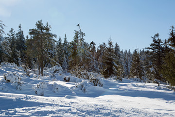 Obraz premium Winter im Hochschwarzwald