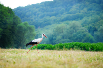 White stork walking on a green meadow, hunting for food