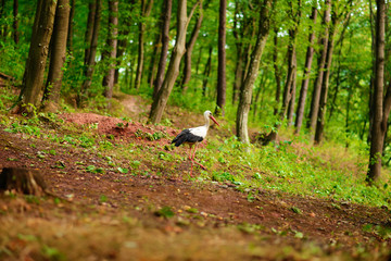 Naklejka na ściany i meble White stork walking on a green meadow, hunting for food
