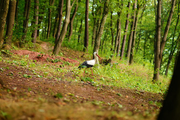 White stork walking on a green meadow, hunting for food