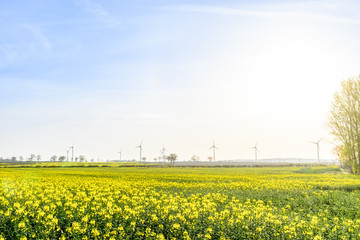 Wind Turbines in a Canola Rapeseed Field