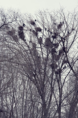 Nests of crows on a dry tree