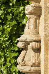 Ivy and architectural detail