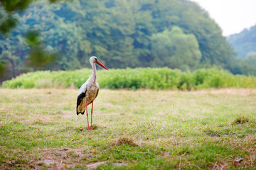 Fototapeta premium White stork walking on a green meadow, hunting for food
