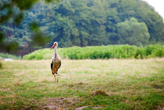 White stork walking on a green meadow, hunting for food