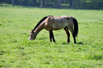 cheval